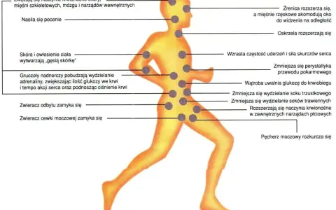 Fizjologiczne reakcje organizmu na stres, czyli emocje definicja w praktyce: przyspieszone tętno, rozszerzone źrenice, zmiany w trawieniu.